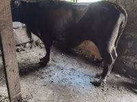 母牛, Cattle — 照片 4