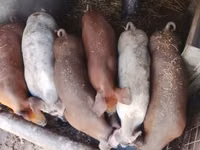 خنزير ذكر, الخنازير — الصورة 1