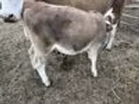 Rinder (Partie, Geschlecht nicht angegeben), Simmental cattle — Foto 5