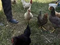 Derbyshire Redcap — Foto 3