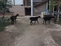 Carnero, Ovejas — foto 4