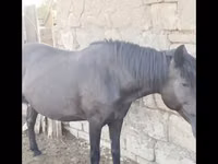 Mare, Horses — photo 1