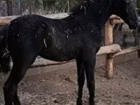 Stute, Lipizzaner — Foto 8