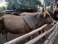 母牛, Alatau breed — 照片 1