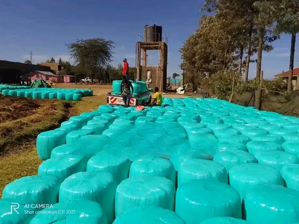 Full Corn Silage