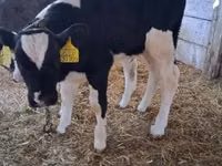 公牛, Russian Black pied cattle — 照片 1