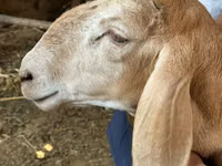 Carnero, Arashan sheep — foto 2