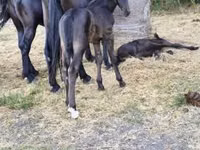 Stute, Nonius horse — Foto 4