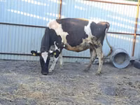 Kuh, Holstein-Rasse — Foto 2