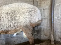 Қошқар, Arashan sheep — 3-сурет