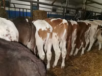 Buqa, Simmental cattle — 6-rasm