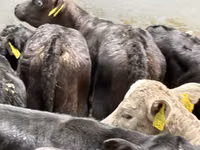 Rinder (Partie, Geschlecht nicht angegeben), Simmental cattle — Foto 6