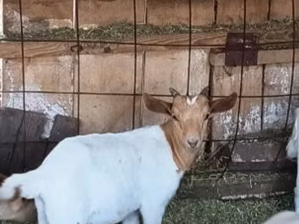 Ziegenbock, Boer goat