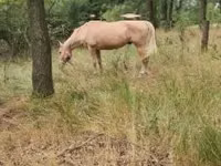 Yegua, Caballos — foto 2