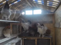 Chickens — Foto 6