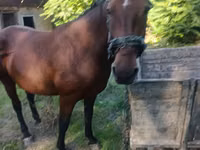 母马, Horses — 照片 2