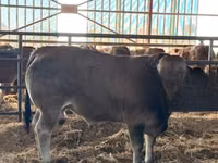 Bulle, Partenaise cattle — Foto 3