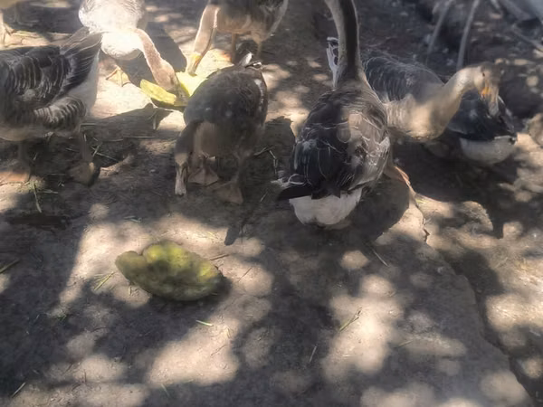 Geese
