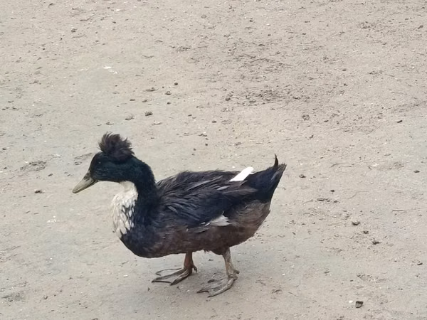 Crested