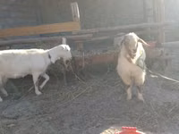 Ziege, Alpine goat — Foto 5