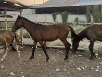 فرس, الخيول — الصورة 4
