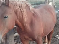 Caballo, Russian Heavy Draft — foto 2