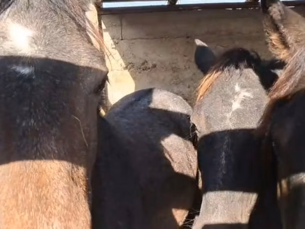 母马, Horses