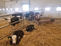Rinder (Partie, Geschlecht nicht angegeben), Simmental cattle — Foto 1