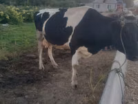 母牛, Holstein breed — 照片 4