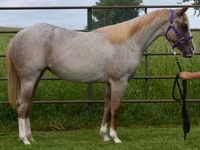Mare, Quarter Horse — photo 3