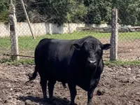 Bulle, Aberdeen-Angus — Foto 5
