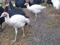 Turkeys — Foto 1