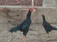 Chickens — foto 3