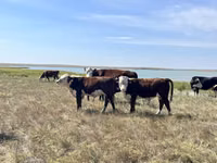 公牛, Kazakh White-headed cow — 照片 1