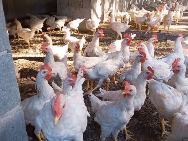 Chickens — Kirgisistan