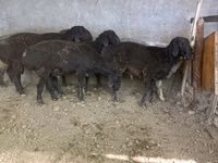 كبش, الأغنام — الصورة 1
