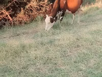 Уй, Көк сиыр — сүрөт 5