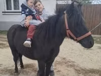Mare, Horses — photo 3