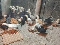 Chickens — Foto 2