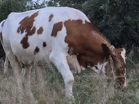 गाय, Simmental cattle — फ़ोटो 5