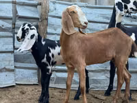Ziege, Nubian Goat — Foto 4
