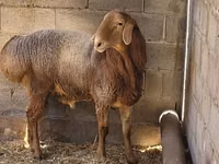 Widder, Tian-Shan semifinewool sheep — Foto 1