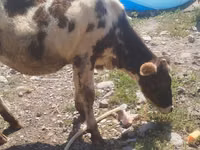 母牛, Russian Black pied cattle — 照片 5