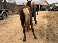 Stute, Rocky Mountain Horse — Foto 2