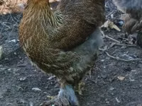 Brahma — Foto 3