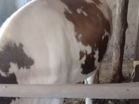 母牛, Simmental cattle — 照片 2