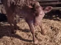 公牛, Cattle — 照片 3