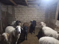 Carnero, Arashan sheep — foto 2