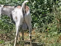 تيس, الماعز — الصورة 4
