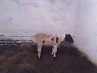 Widder, Suffolk sheep — Foto 1